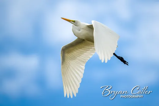 Great Egret