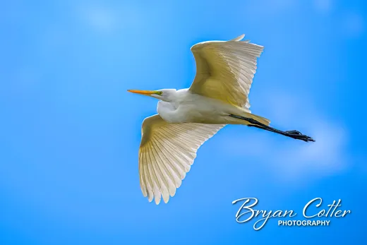 Great Egret