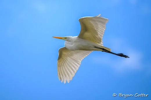 Great American Egret