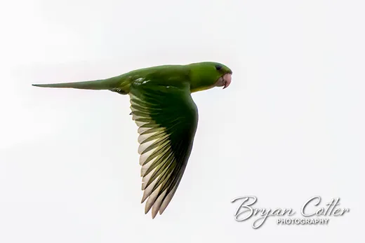 Green Parakeet