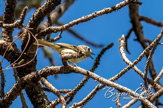 Gray Flycatcher photographed in the Davis Mountains region of Texas by Bryan Cotter