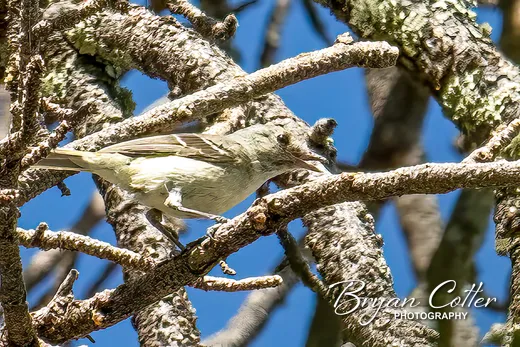 Gray Flycatcher
