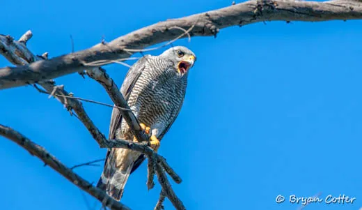 Gray Hawk