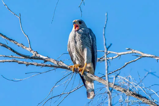 Gray Hawk
