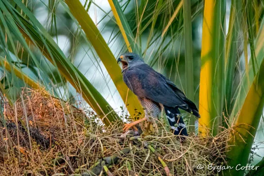 Gray Hawk