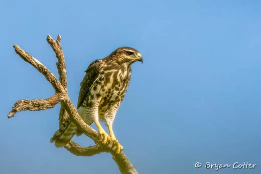 Gray Hawk