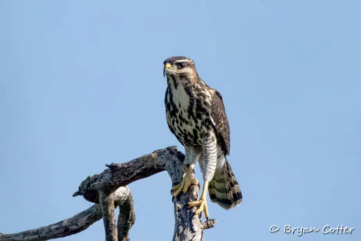 Gray Hawk