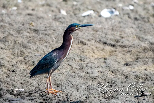 Green Heron
