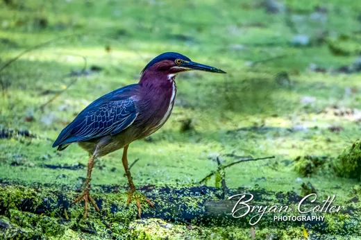 Green Heron
