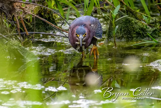 Green Heron