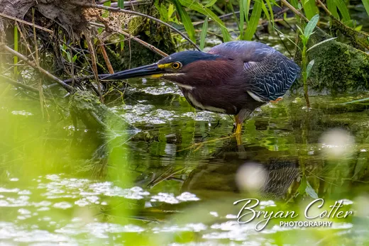 Green Heron