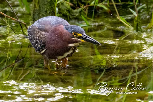 Green Heron
