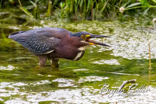 Green Heron