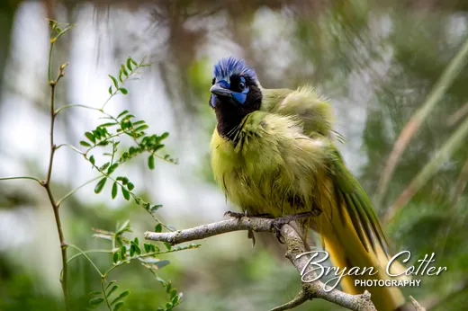 Green Jay - photo by Bryan Cotter