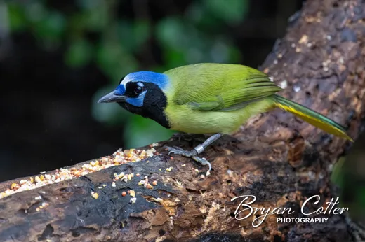 Green Jay