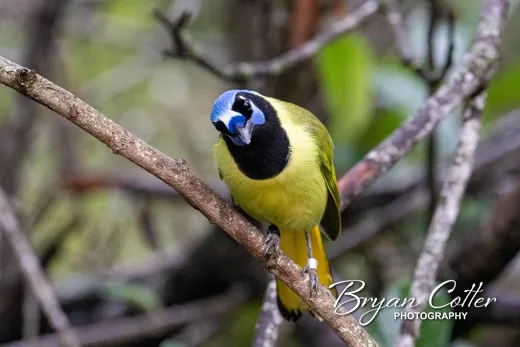 Green Jay