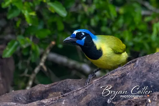 Green Jay
