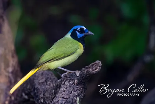 Green Jay