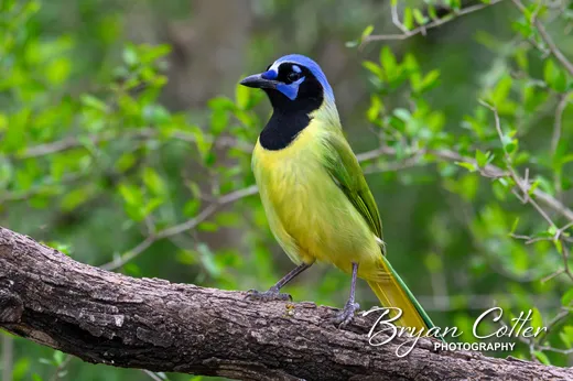Green Jay