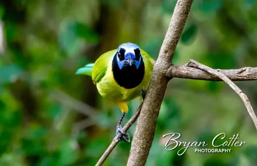 Green Jay