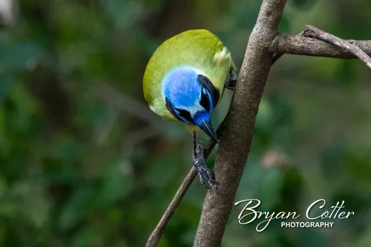 Green Jay