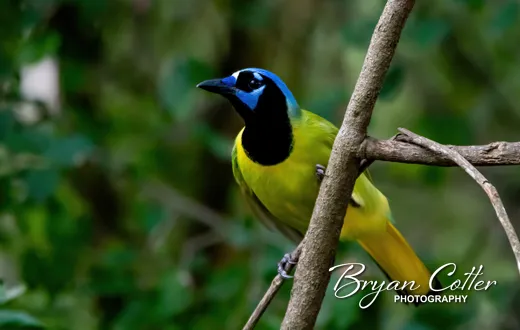 Green Jay