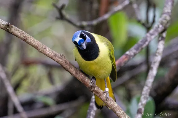 Green Jay