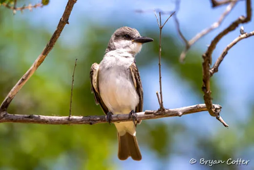 Gray Kingbird