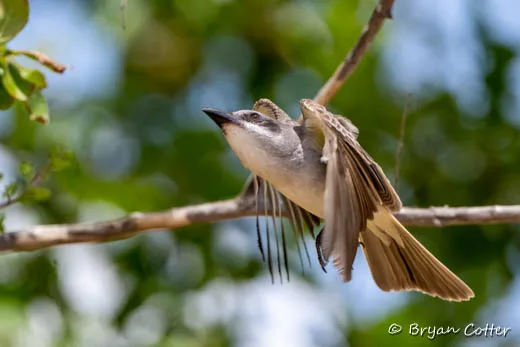 Gray Kingbird
