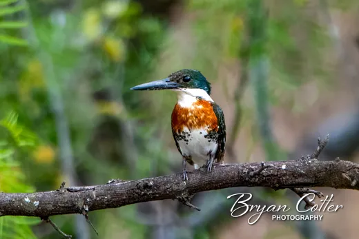 Green Kingfisher - photo by Bryan Cotter