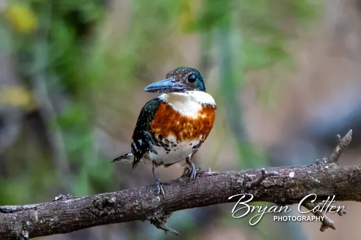 Green Kingfisher