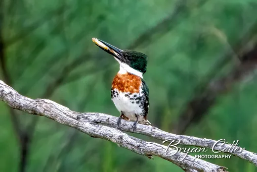 Green Kingfisher