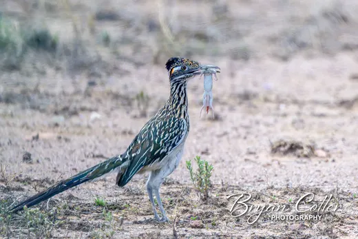 Greater Roadrunner