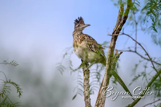 Greater Roadrunner