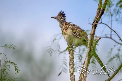 Greater Roadrunner