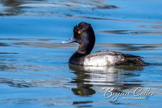 Greater Scaup