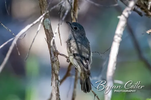 Gray Vireo