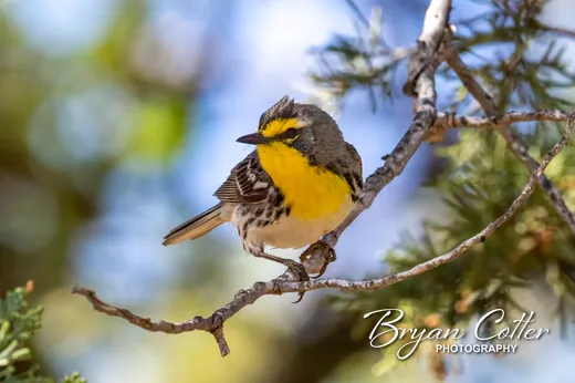 Grace's Warbler