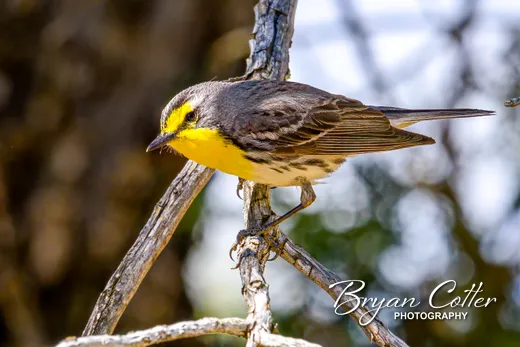 Grace's Warbler