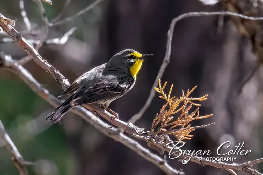 Grace's Warbler
