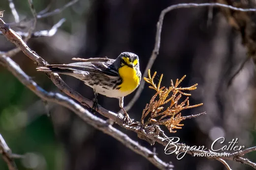 Grace's Warbler