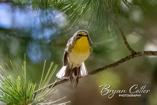 Grace's Warbler