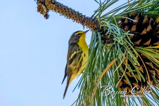 Grace's Warbler