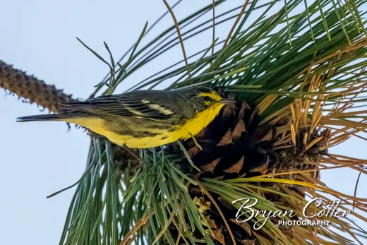 Grace's Warbler