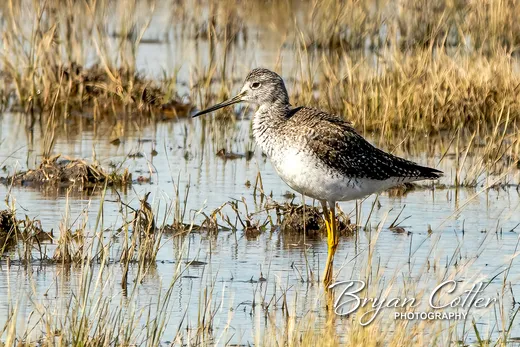 Greater Yellowlegs photographed in the Granger Lake region of Texas by Bryan Cotter