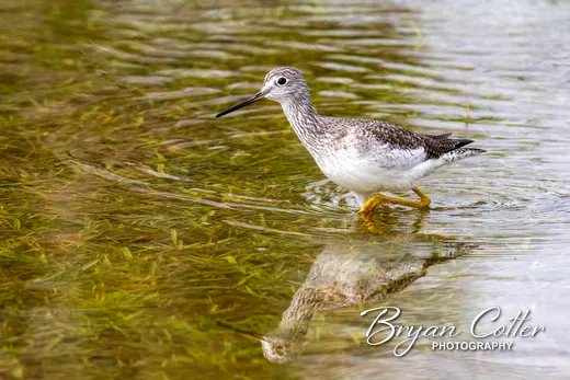 Greater Yellowlegs