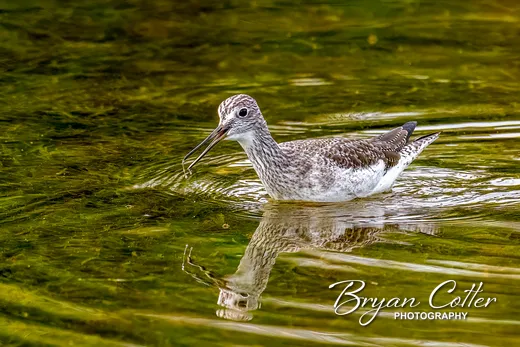 Greater Yellowlegs