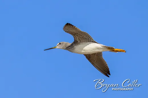 Greater Yellowlegs photographed in Texas by Bryan Cotter