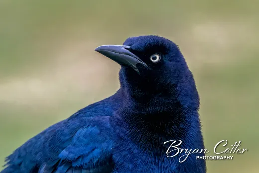 Great-tailed Grackle