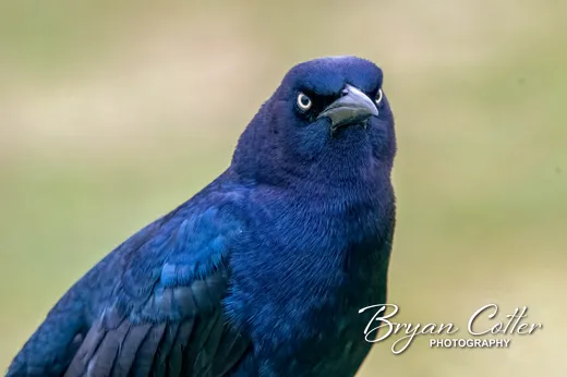 Great-tailed Grackle